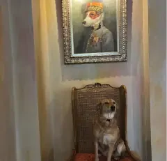 Chien installé sur une chaise en rotin, Hôtel Saint Paul Rive Gauche